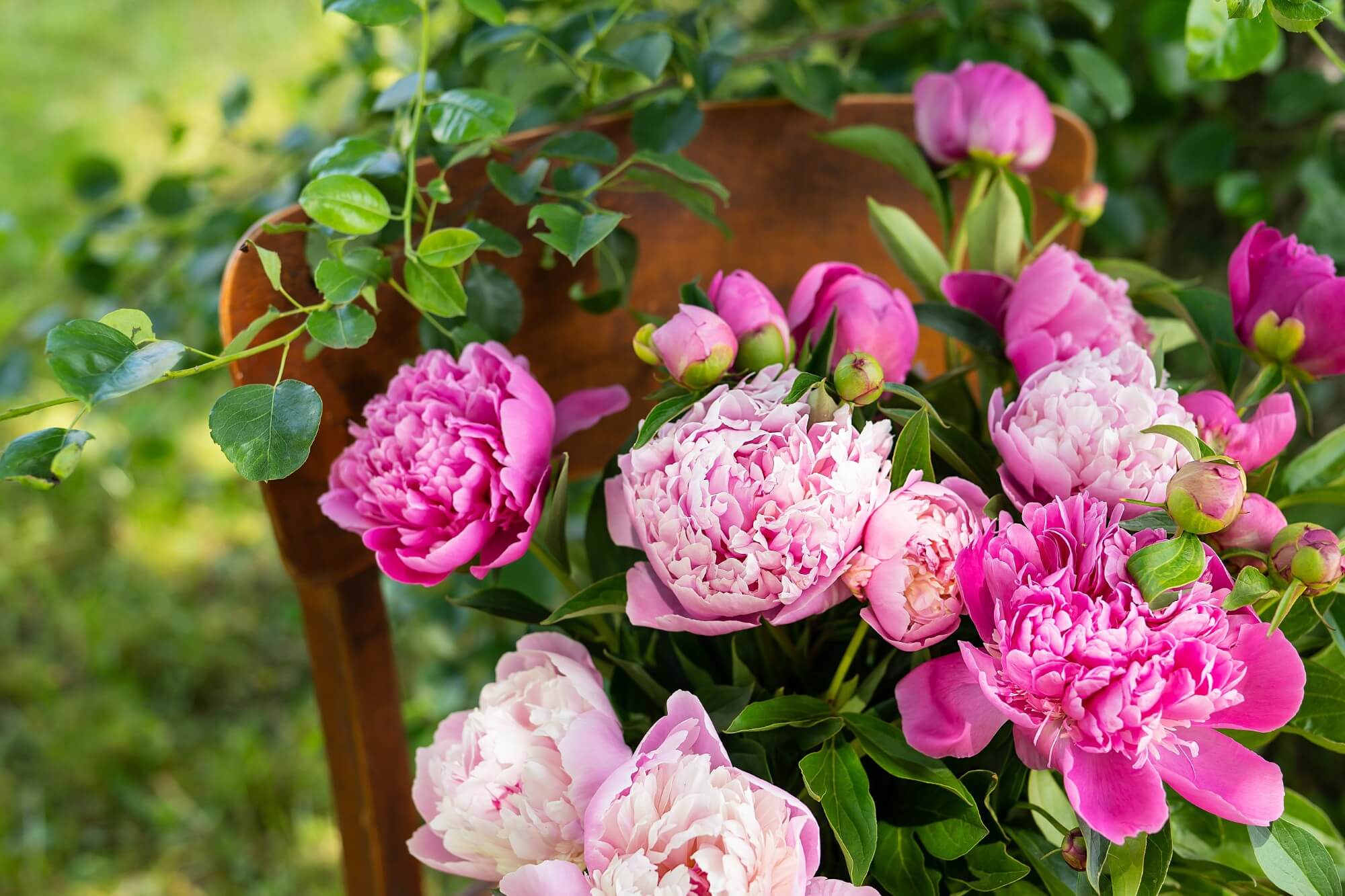 Roses