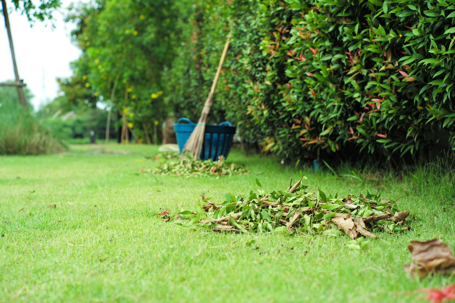Entretien jardin