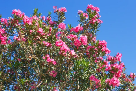 Taille du laurier rose
