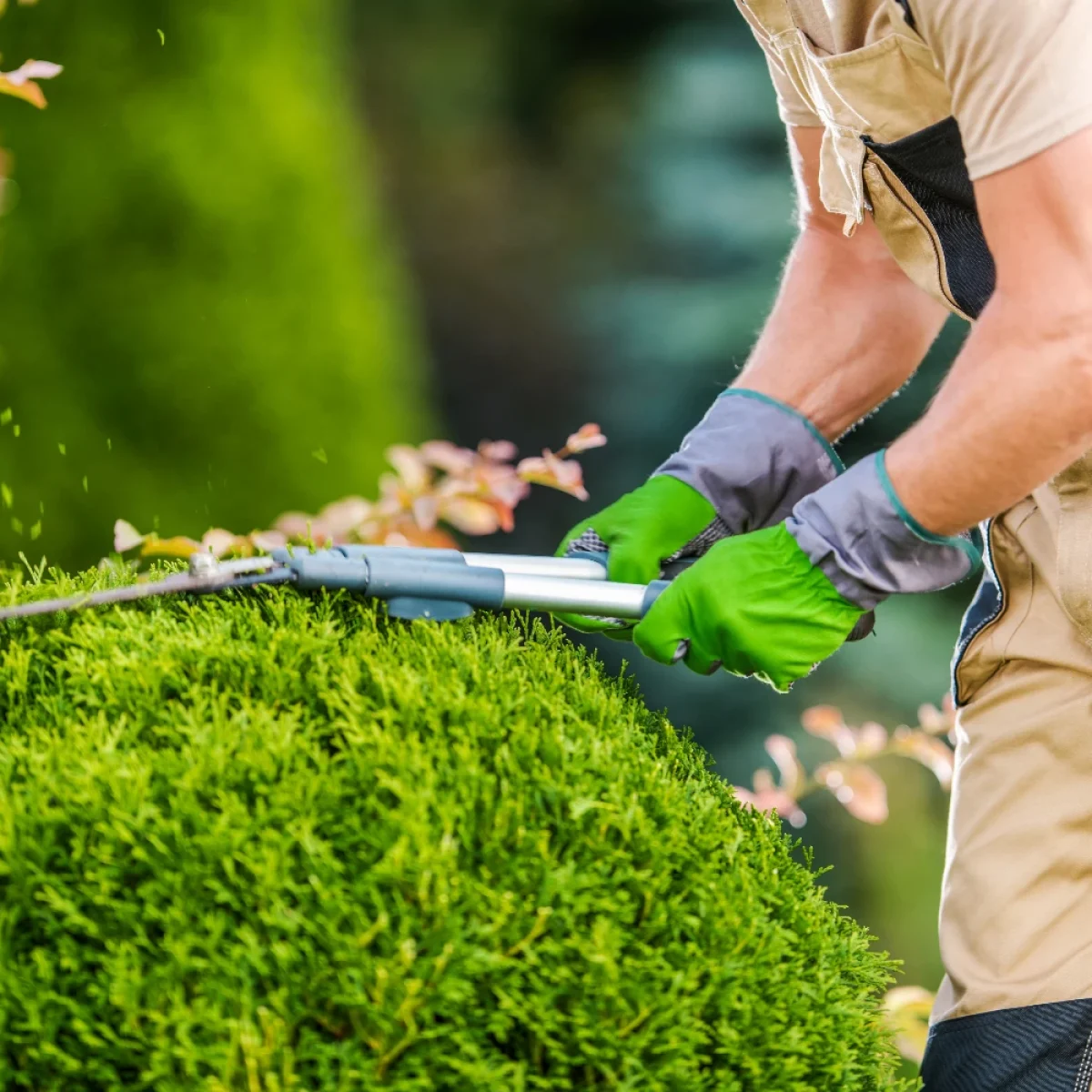 taille d'arbres et haies