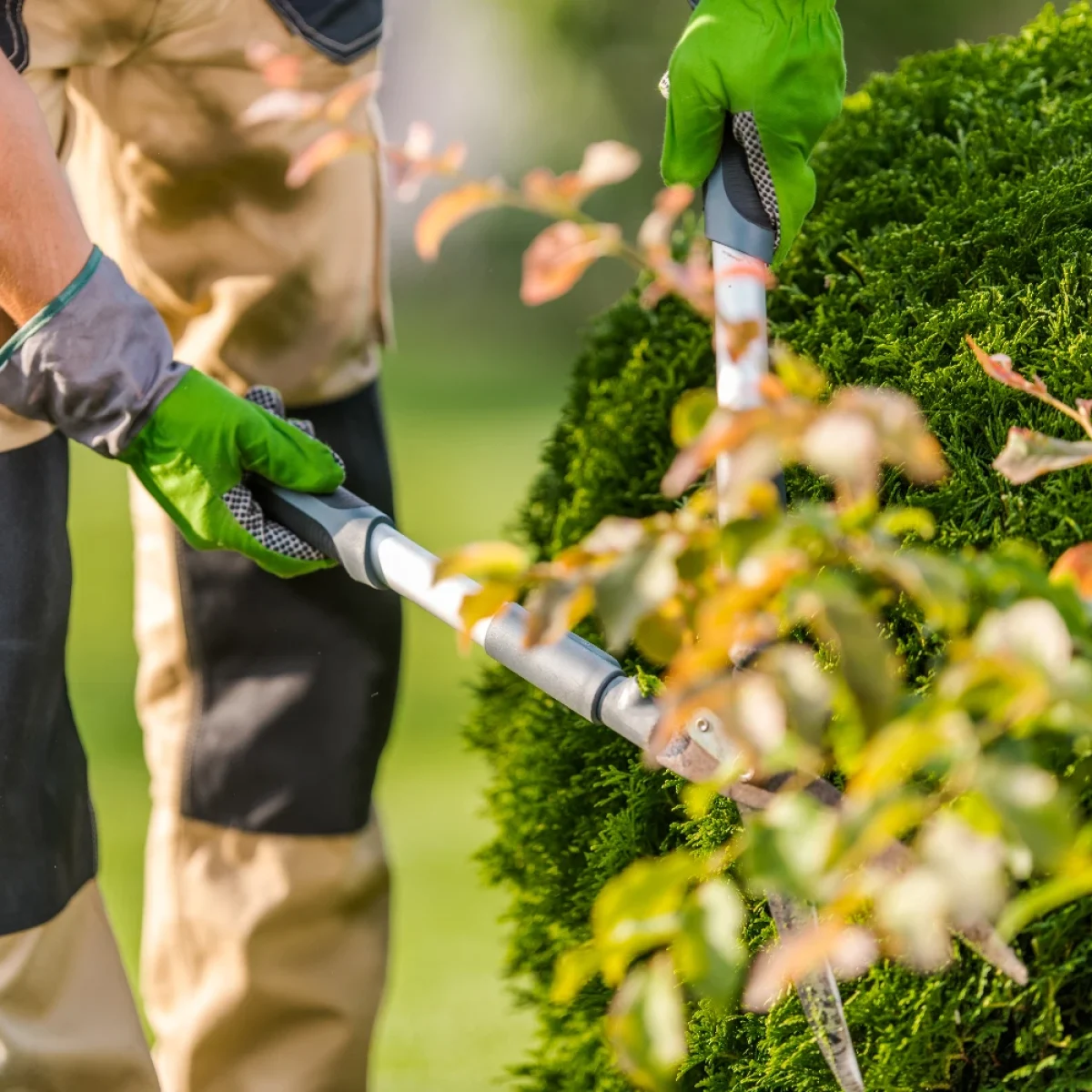 taille d'arbres et haies